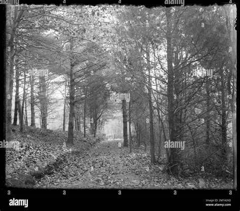 Turkey Hill through woods at Doane St. , Forests. Hingham Public ...