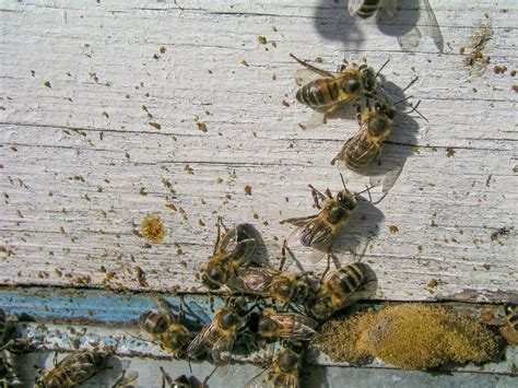 Is Honey Bee Vomit? | How Do Bees Make Honey & What Is The Honey Stomach?