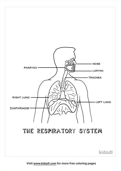 Respiratory System Coloring Page