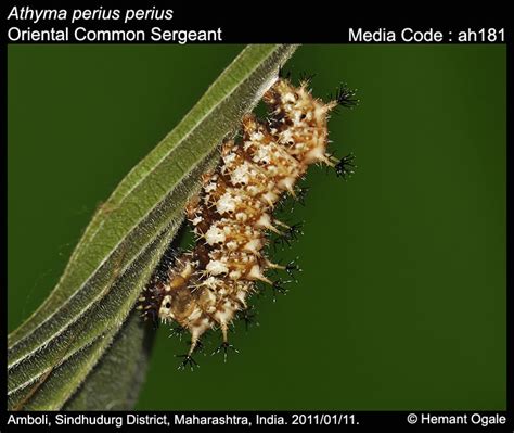 Athyma perius | Butterfly