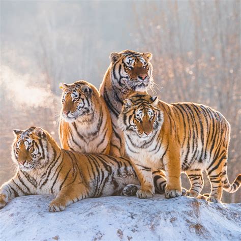Types Of Lions And Tigers