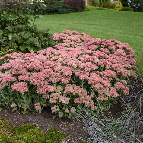 Sedum 'Autumn Joy' for sale | Shop Stuart's – Stuart's Landscaping ...