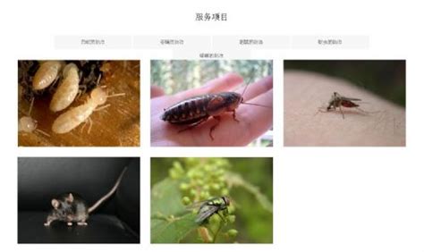 6月6日“世界害虫日”发布大会在中国北京召开_南通功成精细化工有限公司