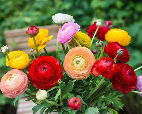 SVG Ranunculus flower bulbs for Your Garden | mix all color Ranunculus ...