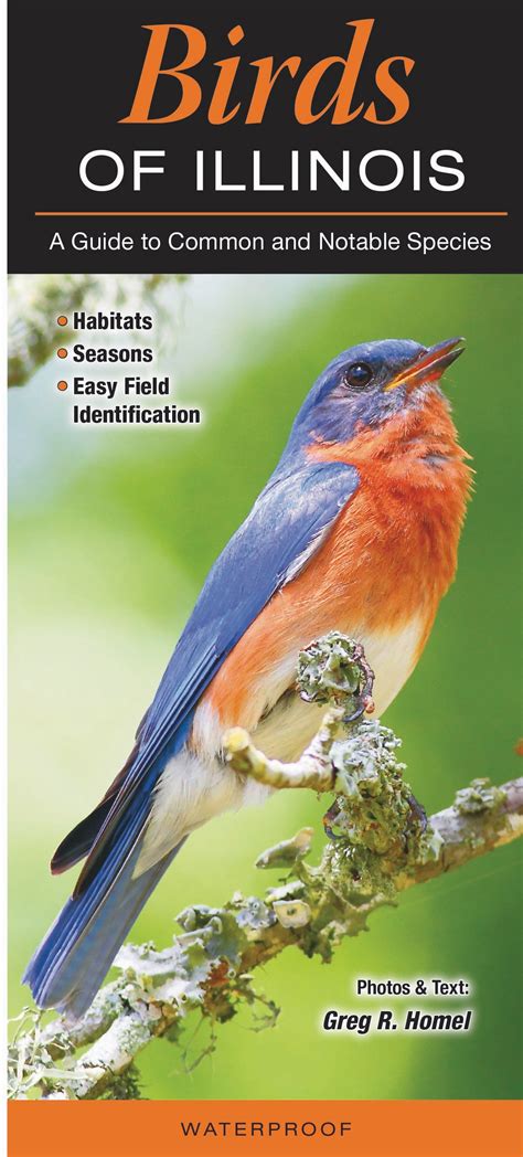 Birds Of Illinois