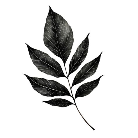 Black Leaf Illustration, Leaves, Black, Leaf PNG Transparent Image and Clipart for Free Download