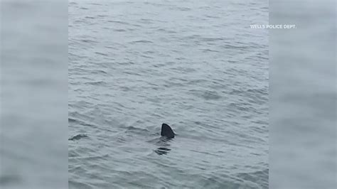 Six confirmed white shark sightings in Maine this summer ...