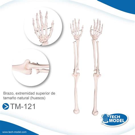 Huesos Del Brazo Esqueleto Del Brazo Con Escapula Y Clavicula