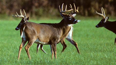 Mississippi State Animal White Tailed Deer