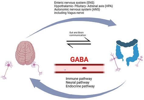 The Effect of Oral GABA on the Nervous System: Potential for Therapeutic Intervention