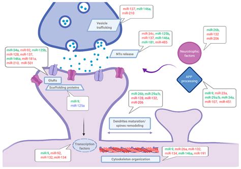 microRNAs as Early Biomarkers of Alzheimer’s Disease: A Synaptic ...