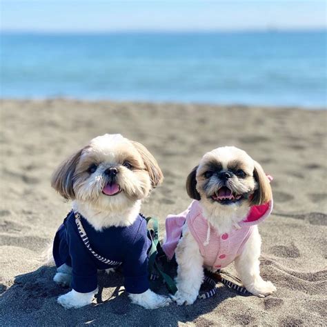 Shih Tzu Lifespan - Shih Tzu World