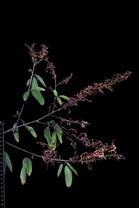Desmodium nicaraguense Oerst. | Plants of the World Online | Kew Science