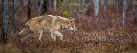 Image result for Scotland Wolves