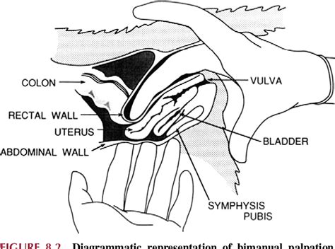 Image result for Primates Breeding