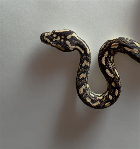 Image result for Carpet Python Information