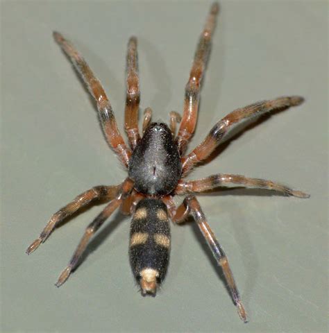 White Tail Spider
