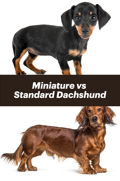 Miniature vs Standard Dachshund