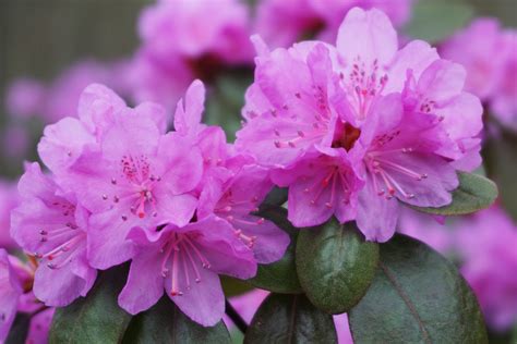 Pruning Rhododendrons & Azaleas - Weston Nurseries