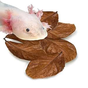 SunGrow Turtle Indian Almond Leaves, Large Authentic Leaves, Balances ...