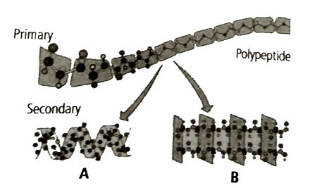 Refer to the given figure. Formation of structures A and B could be due to