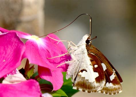 Udaspes folus | Butterfly