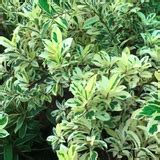 Ficus Starlight, Ficus benjamina Ornamental Live Plant (Home & Garden ...