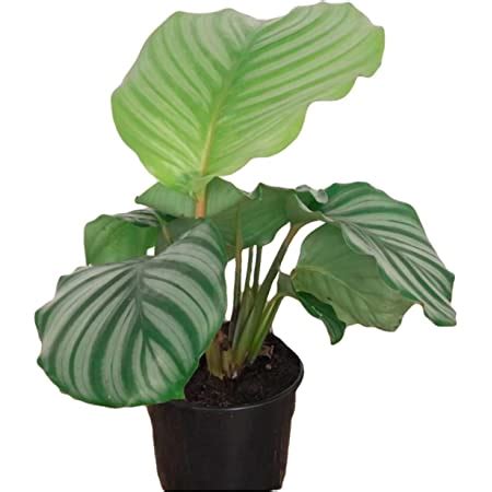 The Four Seasons Calathea Roseopicta Rosy Rare Imported Variety Natural ...