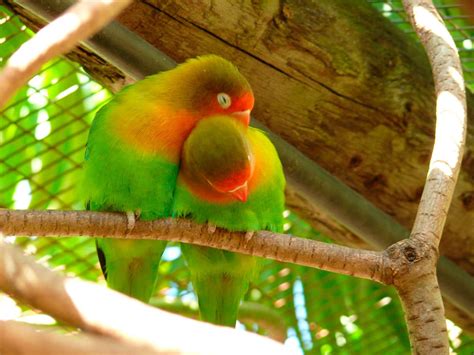 Image result for Inseparable De Fischer