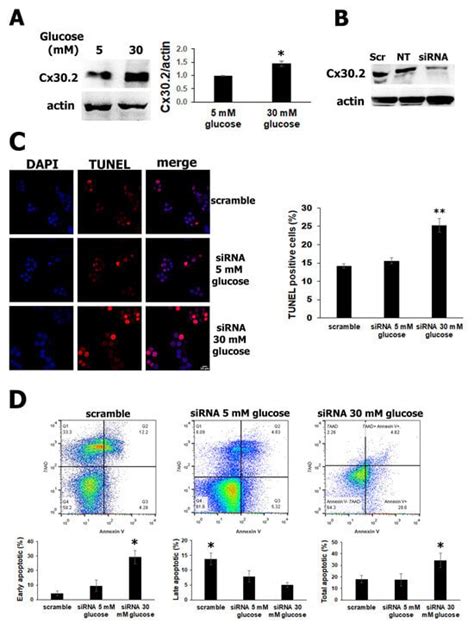 Protector Role of Cx30.2 in Pancreatic β-Cell against Glucotoxicity ...