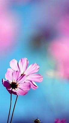 Pink Flowers Hd Wallpaper For Mobile by Flowers Wallpaper Flowers Phone Wallpapers Pink Pink Flowers Hd Wallpaper For Mobile