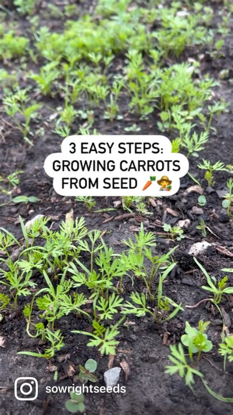 How to grow carrots your seed starting and growing success guide – Artofit