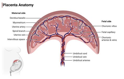 Parts Of The Placenta: Anatomy Of Placenta – DPNWN