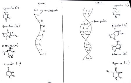 RNA Structure Drawing 的图像结果