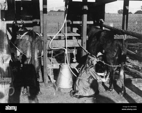 Eight maids a milking milking hi-res stock photography and images - Alamy