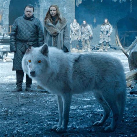 Why Game of Thrones Had to Shoo Away Its Direwolves | Dire wolf ...