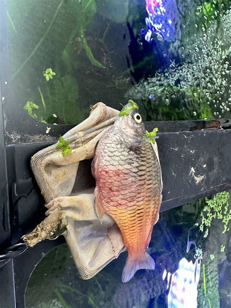 Why Fish Die In Aquarium: Causes And Simple Fixes - Aquarium Tales