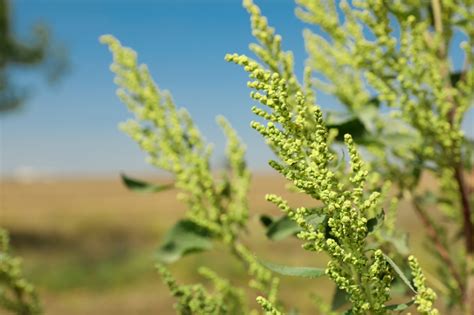 Ragweed and Fall Pollen Allergies - United Allergy Services