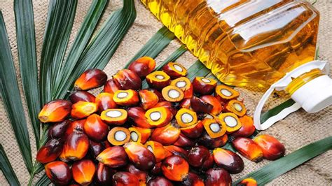 India's annual palm oil imports to fall behind soft oils for first time ...