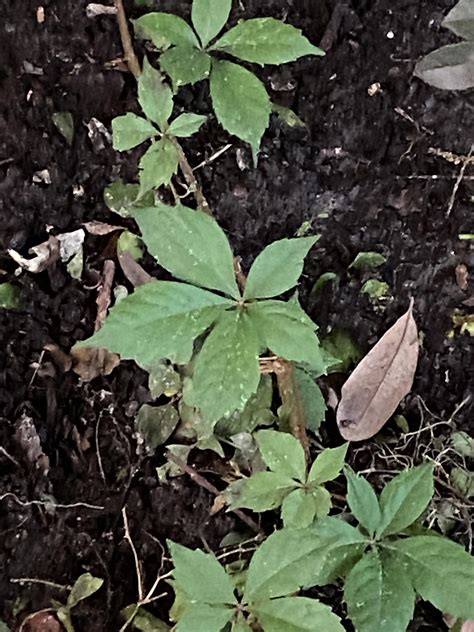 Signs Of 5Leaved Poison Ivy And Safe Houseplants To Keep