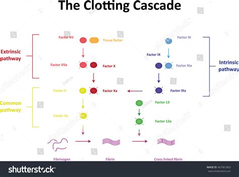 Blood Clotting Cascade Diagram