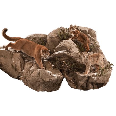 Mountain Lion, Bobcat & Lynx ML118 : Our Work | Kanati Studio