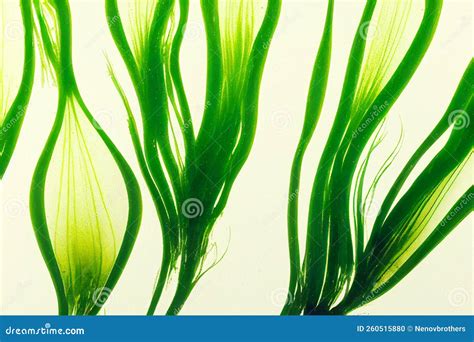 Illustrative Image of Laminaria Digitata Algae Stock Illustration - Illustration of green, group ...