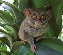 Image result for Cutest Creature in the World