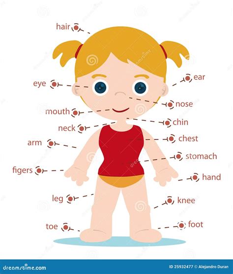 Girl body parts stock vector. Illustration of hand, female - 25932477