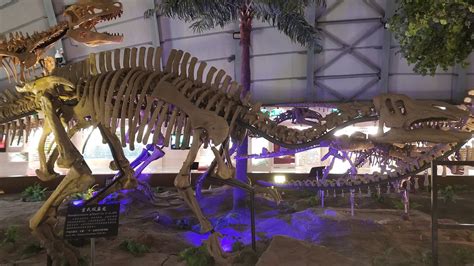 辽宁发现最早恐龙托儿所 藏6条年轻恐龙化石_科学探索_科技时代_新浪网