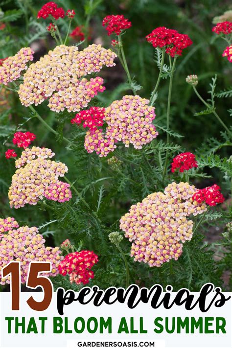 15 Long Blooming Perennials That Will Fill Your Garden With Flowers