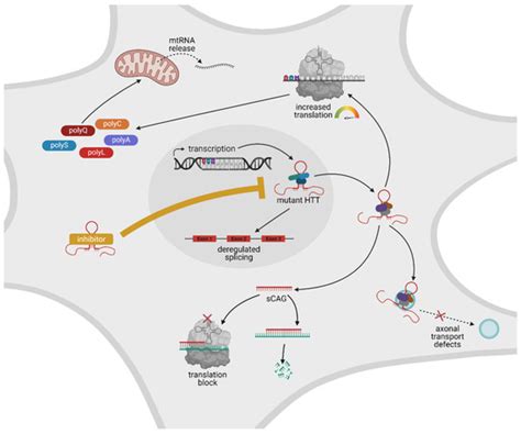 Huntingtin and Its Role in Mechanisms of RNA-Mediated Toxicity