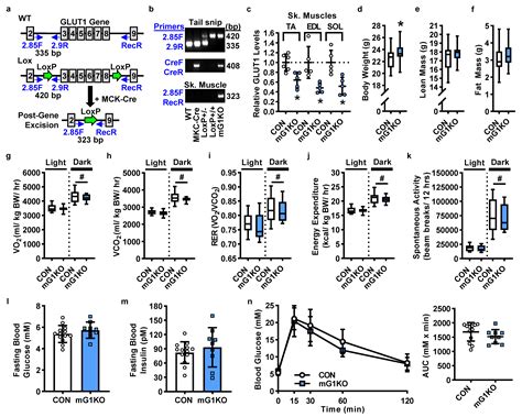 Muscle-Specific Ablation of Glucose Transporter 1 (GLUT1) Does Not ...
