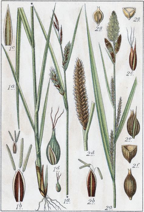 Carex acutiformis Ehrh. | Plants of the World Online | Kew Science